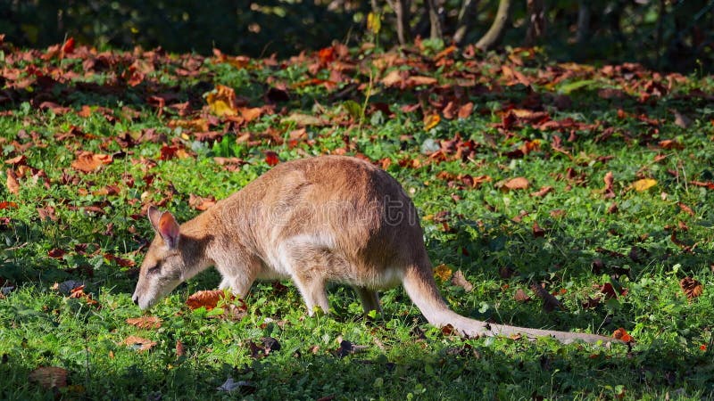 Le macropus agilis agile, aussi appelé wallaby sablonneux, est une espèce de wallaby clips vidéos