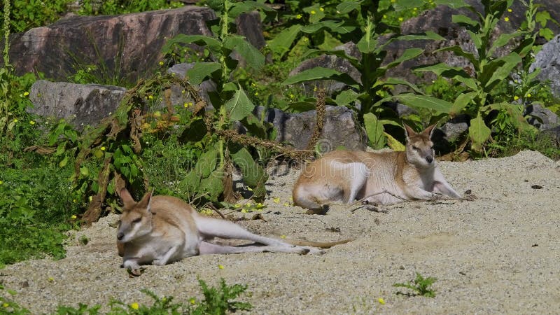 Le macropus agilis, le macropus agilis, est aussi connu sous le nom de wallaby, le sablonneux clips vidéos