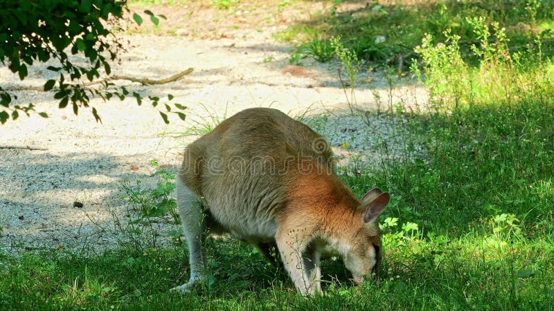 Le macropus agilis, le macropus agilis, est aussi connu sous le nom de wallaby, le sablonneux banque de vidéos