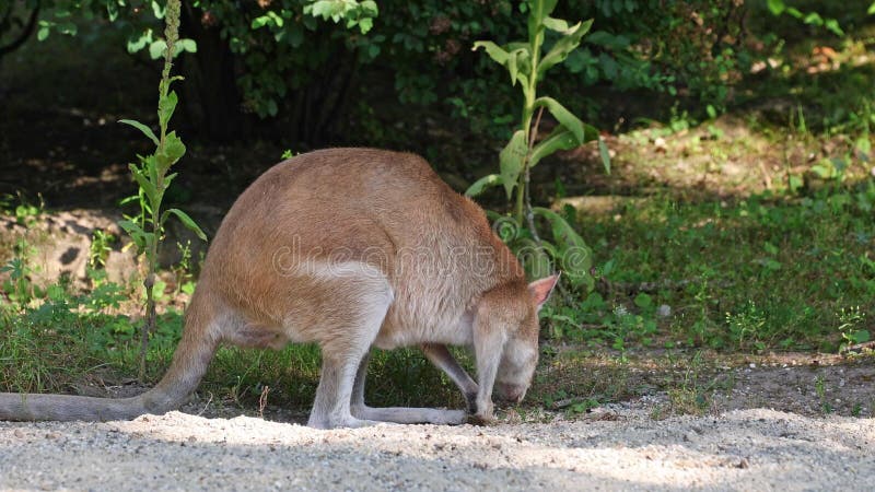 Le macropus agilis, le macropus agilis, est aussi connu sous le nom de wallaby, le sablonneux banque de vidéos