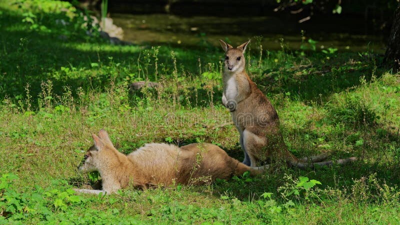 Le macropus agilis, le macropus agilis, est aussi connu sous le nom de wallaby, le sablonneux clips vidéos