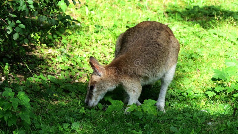 Le macropus agilis, le macropus agilis, est aussi connu sous le nom de wallaby, le sablonneux banque de vidéos