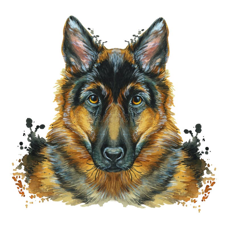 Le magasin d'estampes d'aquarelle, copie sur le thème de la race des chiens, mammifères, animaux, multiplient le berger allemand, illustration stock Le magasin d'estampes d'aquarelle, copie sur le thème de la race des chiens, mammifères, animaux, multiplient le berger allemand, illustration stock
