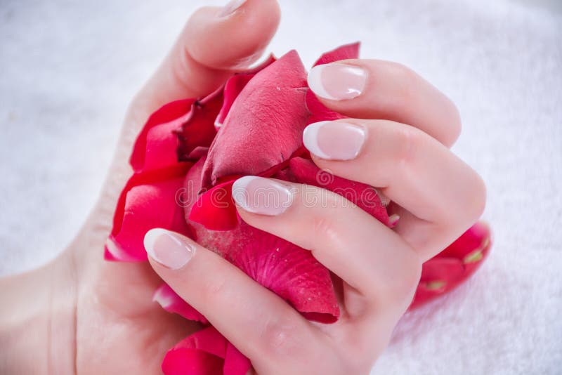 Woman hands with french nails polish style holding red rose petals in studio. Manicure and Beauty concept. Close up, selective focus. Woman hands with french nails polish style holding red rose petals in studio. Manicure and Beauty concept. Close up, selective focus
