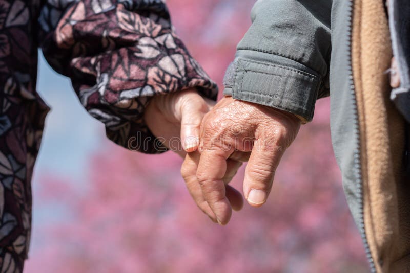 Le mani di una coppia felice e vecchia in un parco coppia matura con un albero di sakura ciliegio Famiglia di anziani amatoriali immagine stock libera da diritti