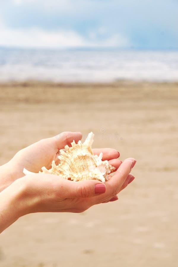 Le mani femminili tengono una bella conchiglia nelle palme contro lo sfondo della spiaggia sabbiosa e dell'acqua del fotografie stock Le mani femminili tengono una bella conchiglia nelle palme contro lo sfondo della spiaggia sabbiosa e dell'acqua del fotografie stock