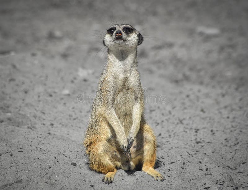 Suricate Drole Image Stock Image Du Oreilles Afrique
