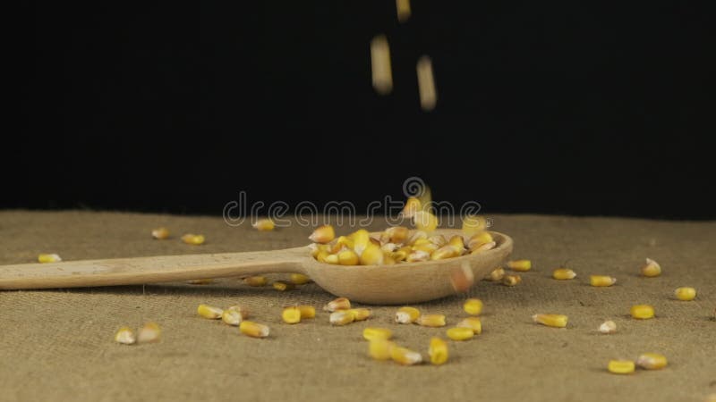 Le maïs-grain commence à tomber dans la cuillère de bois et la remplit. Ralenti. banque de vidéos
