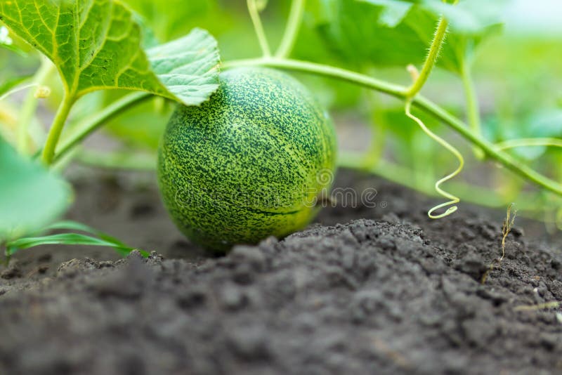 Le melon se développe sur le terrain
