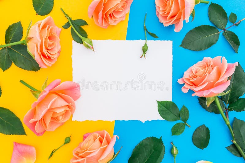 Le modèle floral avec des fleurs et le vert de roses part sur le fond jaune et bleu Configuration plate, vue supérieure Fond de f photographie stock Le modèle floral avec des fleurs et le vert de roses part sur le fond jaune et bleu Configuration plate, vue supérieure Fond de f photographie stock