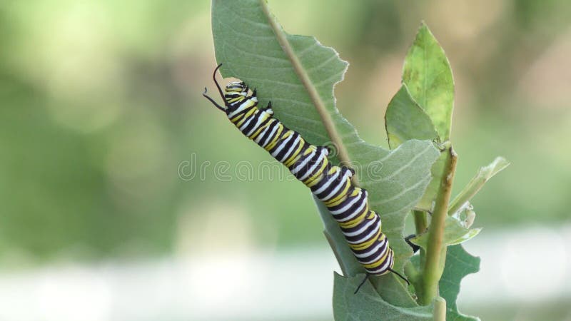 Le monarque Caterpillar mangeant le Milkweed plantent