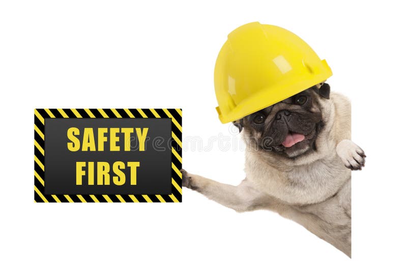 Frolic smiling pug puppy dog with yellow constructor helmet, holding up black and yellow safety first sign board, isolated on white background. Frolic smiling pug puppy dog with yellow constructor helmet, holding up black and yellow safety first sign board, isolated on white background