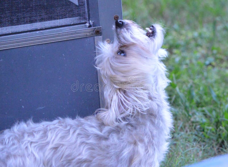 Le morkie hurlant au ciel photos libres de droits Le morkie hurlant au ciel photos libres de droits