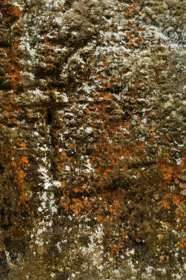 Le moule coloré a été formé sur les roches humides de chaux photo libre de droits Le moule coloré a été formé sur les roches humides de chaux photo libre de droits