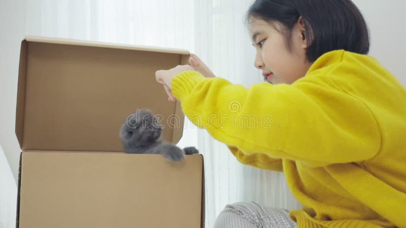 Le mouvement lent de la petite fille asiatique jouant à cache et à chercher avec la race chatte Scottish Fold dans la boîte à pap