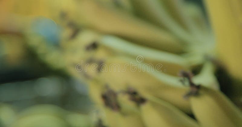 Le mouvement lent du groupe de banane a coupé pendant le processus d'emballage banque de vidéos