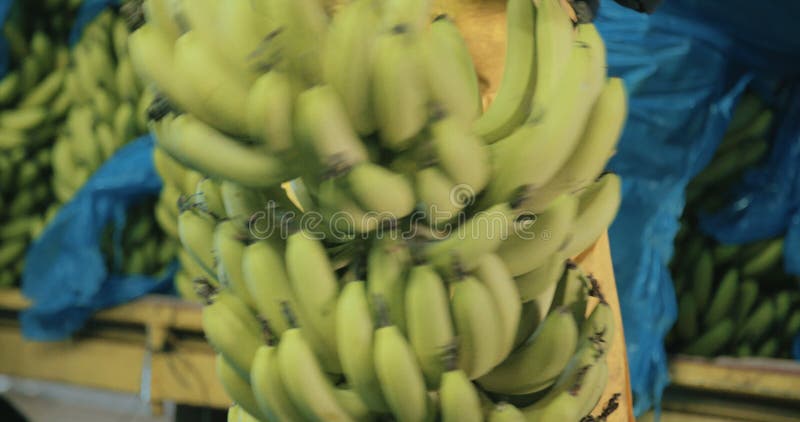 Le mouvement lent du groupe de banane a coupé pendant le processus d'emballage banque de vidéos