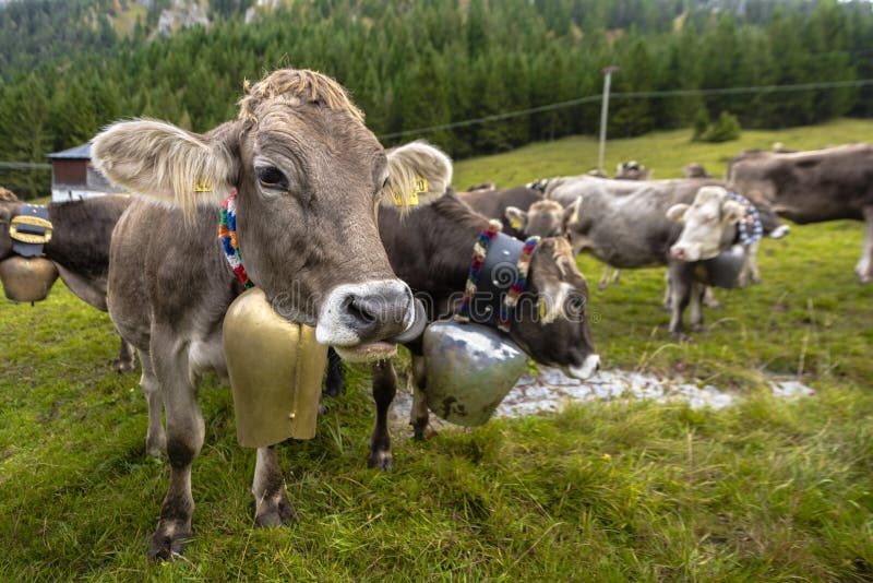Le mucche abbastanza alpine con le campane intorno al loro collo dopo il ` di Almabtrieb del ` dalla montagna pascolano di nuovo immagini stock libere da diritti Le mucche abbastanza alpine con le campane intorno al loro collo dopo il ` di Almabtrieb del ` dalla montagna pascolano di nuovo immagini stock libere da diritti