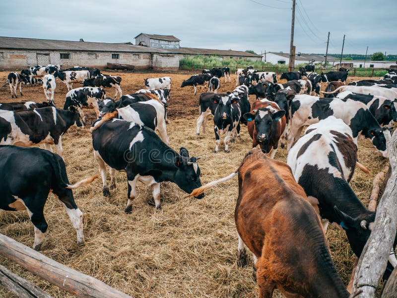 Le mucche in bianco e nero pascono la foschia in pascolo all'aperto nel concetto rurale dell'azienda lattiera, del bestiame e del fotografia stock Le mucche in bianco e nero pascono la foschia in pascolo all'aperto nel concetto rurale dell'azienda lattiera, del bestiame e del fotografia stock