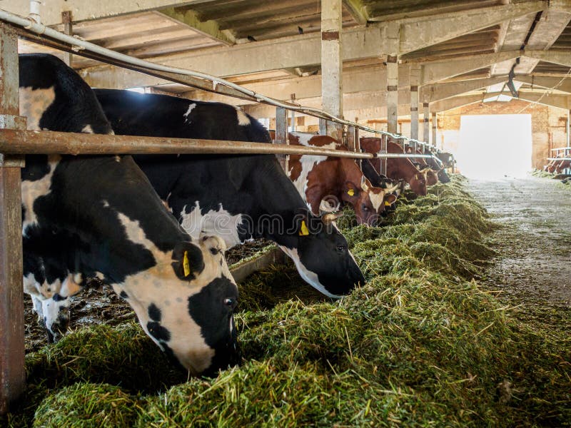 Le mucche mangiano l'erba nel fienile Un allevamento in cui il bestiame è allevato Bovini da ingrasso per la produzione di latte