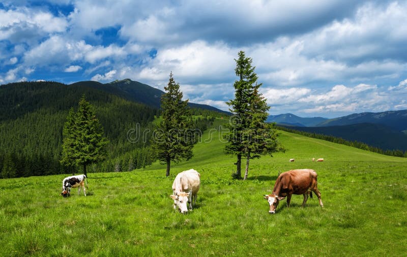Le mucche pascono sui prati della montagna dei Carpathians fotografia stock libera da diritti Le mucche pascono sui prati della montagna dei Carpathians fotografia stock libera da diritti