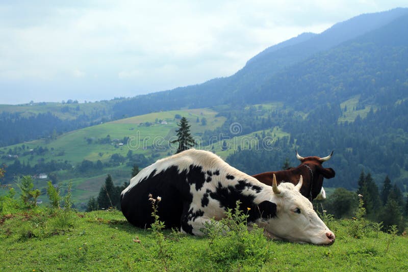 Le mucche si trovano e resto al pascolo su fondo del villaggio e del mounta immagini stock libere da diritti Le mucche si trovano e resto al pascolo su fondo del villaggio e del mounta immagini stock libere da diritti