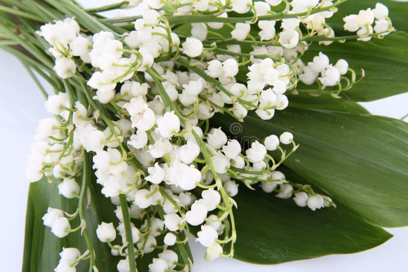 Vase avec le muguet image stock. Image du décoration 19454133