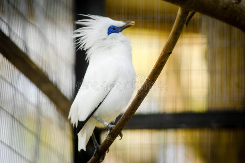 The Bali myna, also known as Rothschild`s mynah, Bali starling, or Bali mynah, locally known as jalak Bali, is a medium-sized, stocky myna, almost wholly white with a long, drooping crest, and black tips on the wings and tail. The Bali myna, also known as Rothschild`s mynah, Bali starling, or Bali mynah, locally known as jalak Bali, is a medium-sized, stocky myna, almost wholly white with a long, drooping crest, and black tips on the wings and tail.