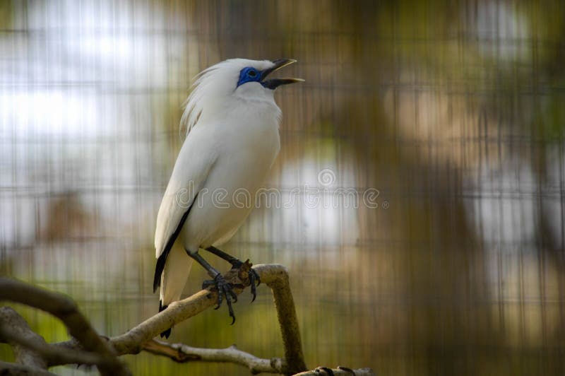 The Bali myna, also known as Rothschild`s mynah, Bali starling, or Bali mynah, locally known as jalak Bali, is a medium-sized, stocky myna, almost wholly white with a long, drooping crest, and black tips on the wings and tail. The Bali myna, also known as Rothschild`s mynah, Bali starling, or Bali mynah, locally known as jalak Bali, is a medium-sized, stocky myna, almost wholly white with a long, drooping crest, and black tips on the wings and tail.