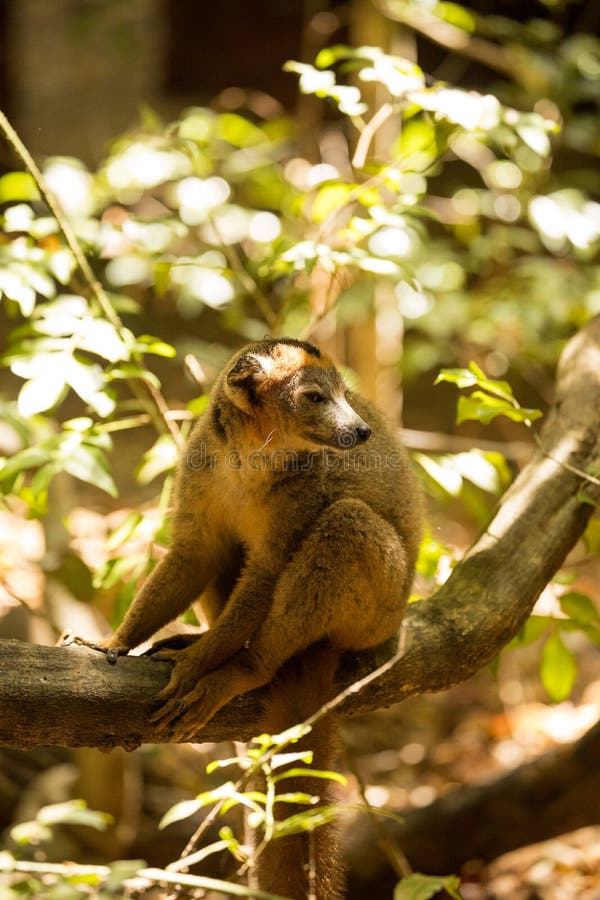 Le mâle a couronné le lémur, coronatus d'Eulemur, observant le photographe, Amber Mountain National Park, Madagascar image stock Le mâle a couronné le lémur, coronatus d'Eulemur, observant le photographe, Amber Mountain National Park, Madagascar image stock