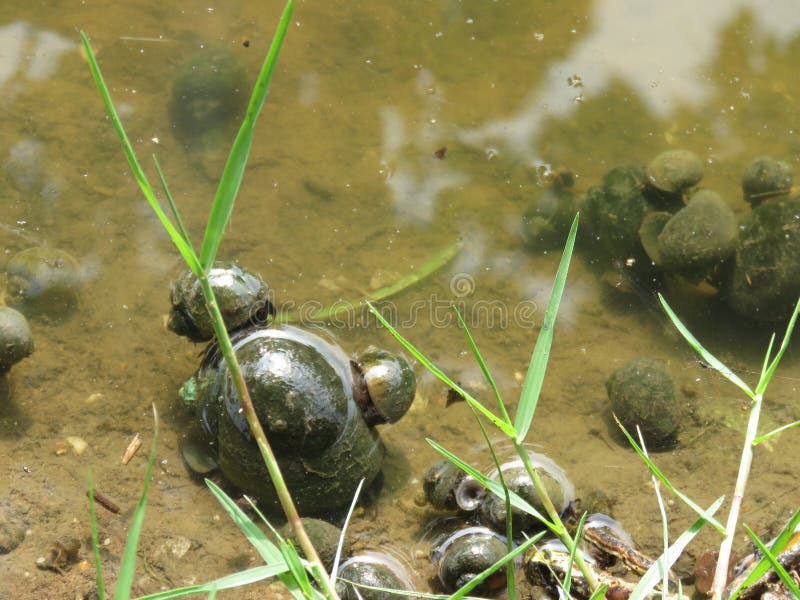 Le Nautilus dans des rizières comme parasites qui détruisent des usines de riz en riz met en place/agriculteur thaïlandais images stock Le Nautilus dans des rizières comme parasites qui détruisent des usines de riz en riz met en place/agriculteur thaïlandais images stock