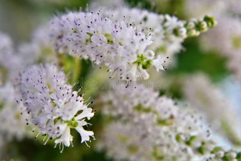 Le nonne allegre del fiore di commiphora myrha immagine stock