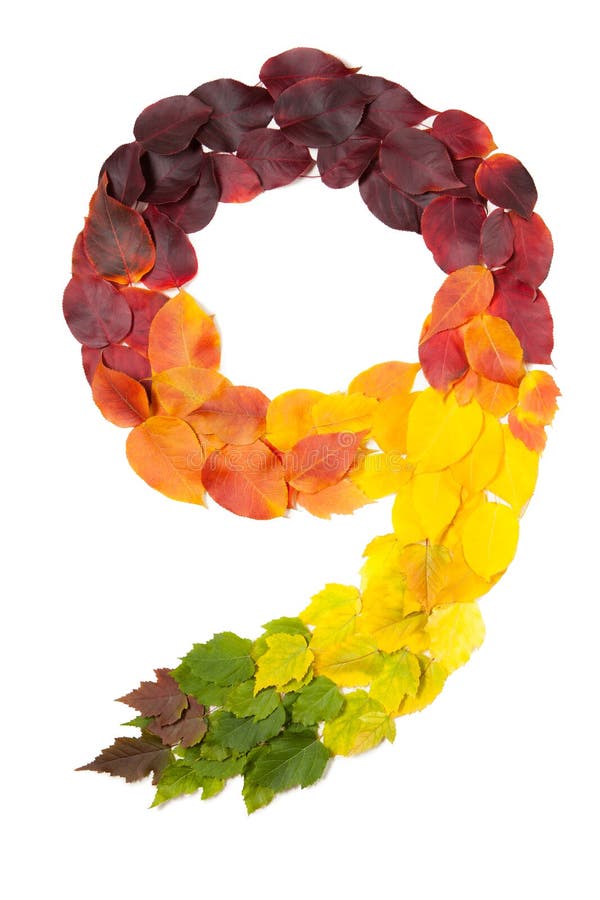 Le numéro neuf a fait avec des feuilles d'automne d'isolement sur le blanc photo stock Le numéro neuf a fait avec des feuilles d'automne d'isolement sur le blanc photo stock