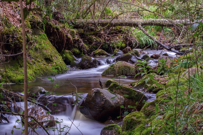 Le né d'une rivière photo libre de droits Le né d'une rivière photo libre de droits