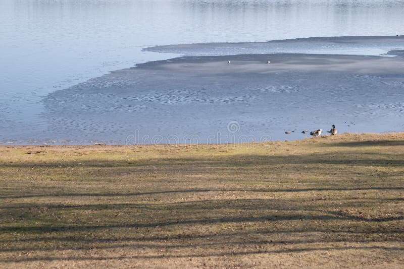 Le oche si avvicinano al lago congelato metà immagine stock libera da diritti Le oche si avvicinano al lago congelato metà immagine stock libera da diritti
