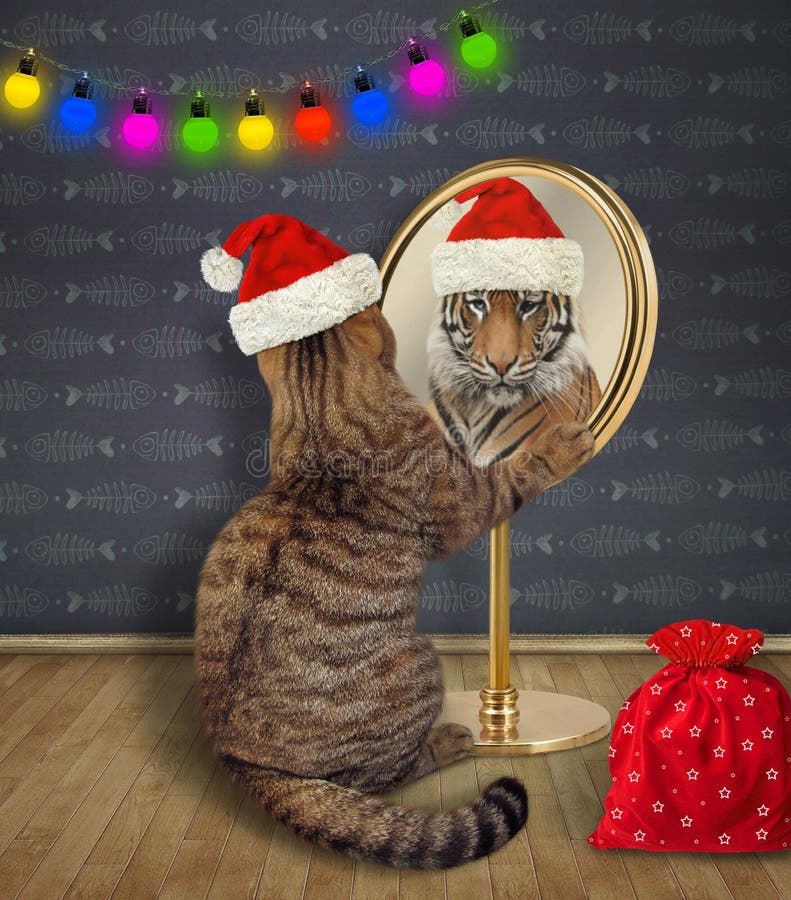 Le Chat Regarde Un Tigre Dans Le Miroir Image Stock Image Du Chat Dans Le Chat Regarde Un Tigre Dans Le Miroir Image Stock Image Du Chat Dans