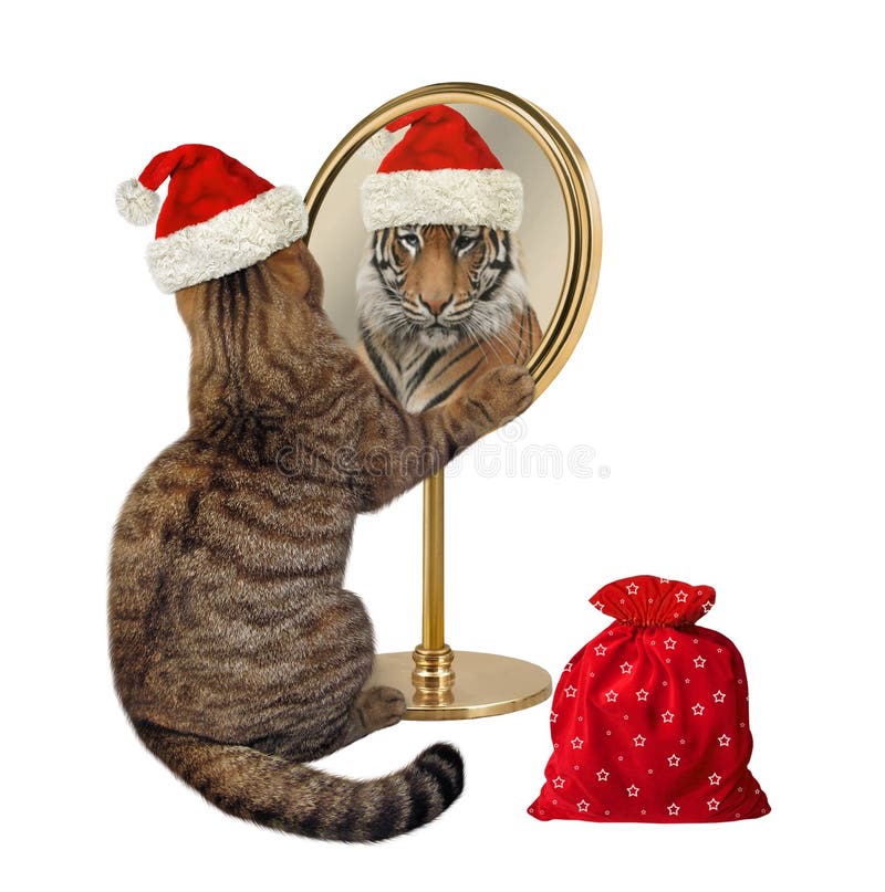 Le Chat Regarde Un Tigre Dans Le Miroir Image Stock Image Du Chat Dans Le Chat Regarde Un Tigre Dans Le Miroir Image Stock Image Du Chat Dans