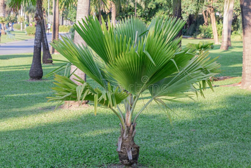 Le palmier de ventilateur du Fiji dans un gardenpritchardia pacificagreen le palmier de congé.