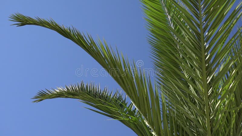 Le palmier 4k sur l'arbre de noix de coco de plage part de la belle vue tropicale d'été clips vidéos