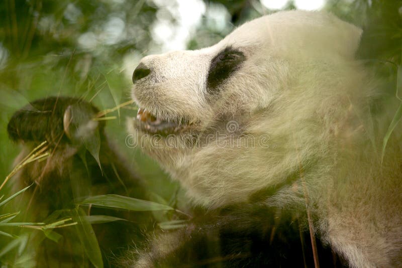 Le panda femelle mange les feuilles en bambou vertes images libres de droits Le panda femelle mange les feuilles en bambou vertes images libres de droits