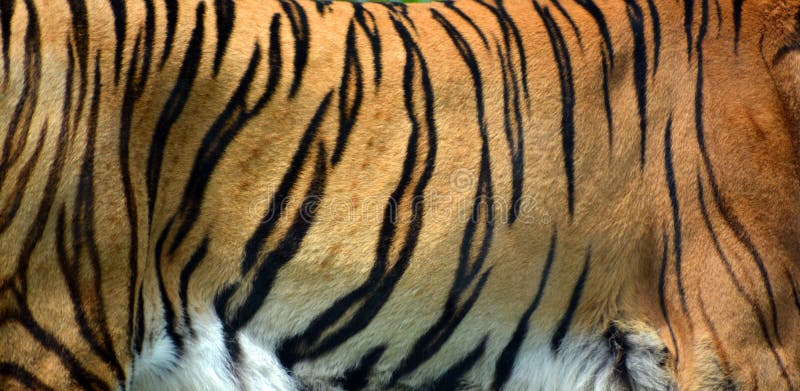 Le Panthera le Tigre de peau de tigre