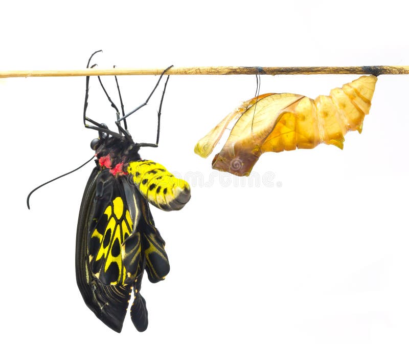 Le papillon commun nouveau-né de Birdwing émergent du cocon image libre de droits Le papillon commun nouveau-né de Birdwing émergent du cocon image libre de droits
