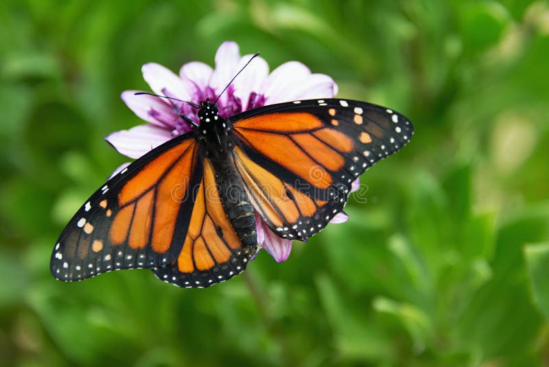 Le papillon de monarque se repose sur une fleur photographie stock libre de droits Le papillon de monarque se repose sur une fleur photographie stock libre de droits