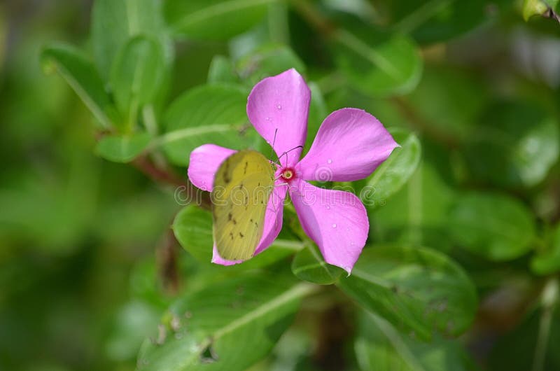 Le papillon jaune d'herbe suce le nectar d'une belle fleur rose de bigorneau en Thaïlande images stock Le papillon jaune d'herbe suce le nectar d'une belle fleur rose de bigorneau en Thaïlande images stock