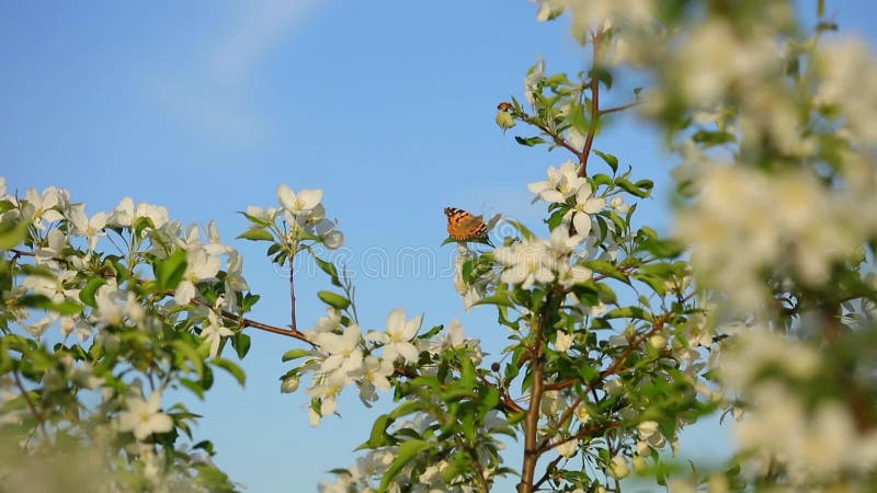 Le papillon opalescent rassemble le nectar des fleurs d'un pommier sauvage banque de vidéos