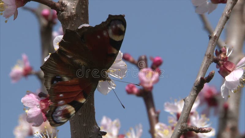 Le papillon peint de Madame allaite le nectar de la fleur d'abricot banque de vidéos