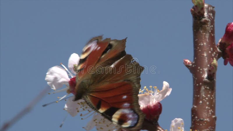 Le papillon peint de Madame allaite le nectar de la fleur d'abricot banque de vidéos
