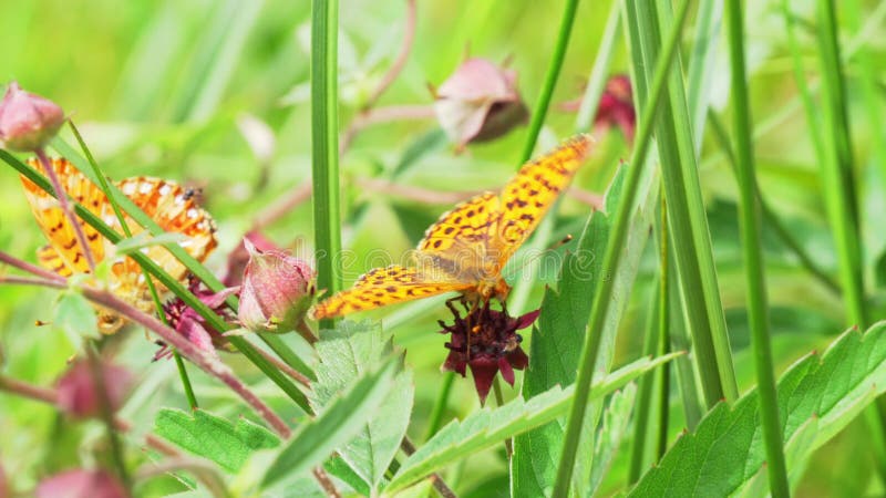 Le papillon rassemble le nectar d'une fleur clips vidéos