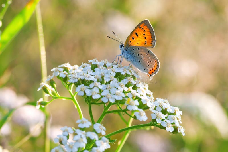 Le papillon se repose sur les fleurs blanches images libres de droits Le papillon se repose sur les fleurs blanches images libres de droits