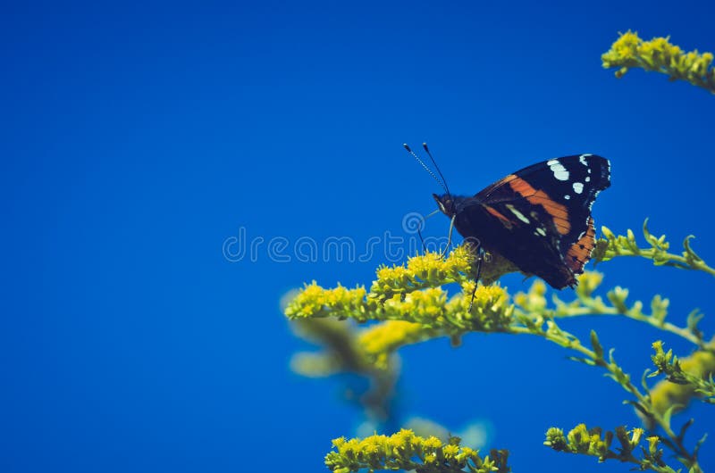 Le papillon sur le jaune fleurit l'atalanta de Vanessa image stock Le papillon sur le jaune fleurit l'atalanta de Vanessa image stock